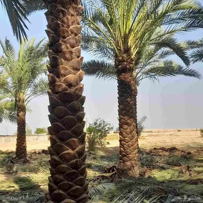 توكنا ع الله 0