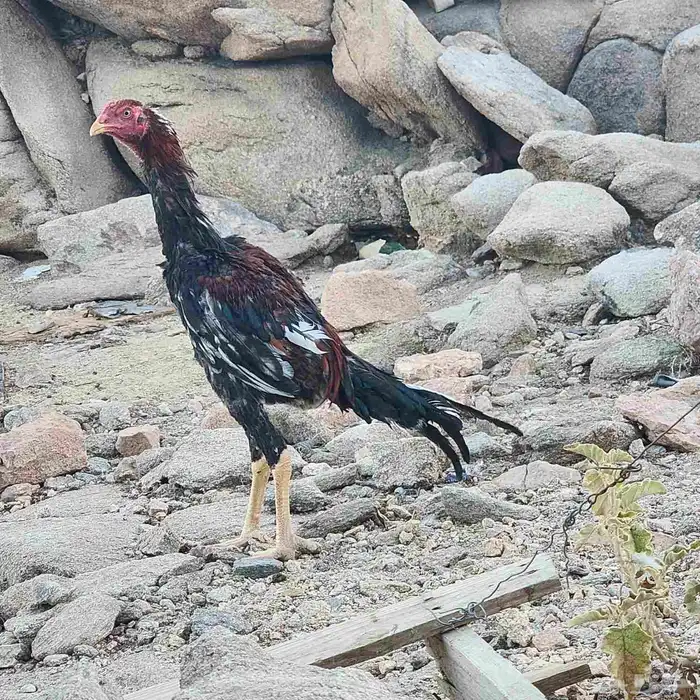 ديوك شامو ياباني اوسكا 4