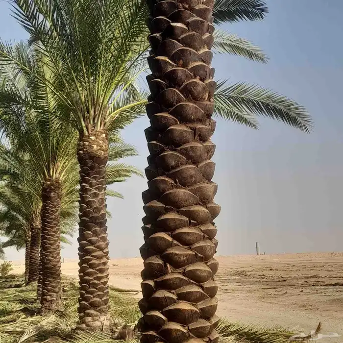 توكنا ع الله 1