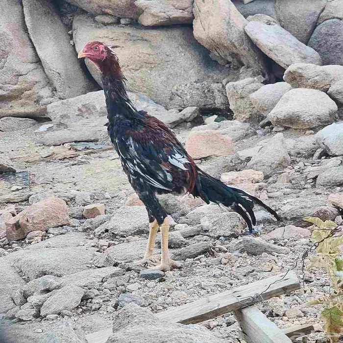 ديوك شامو ياباني اوسكا 0