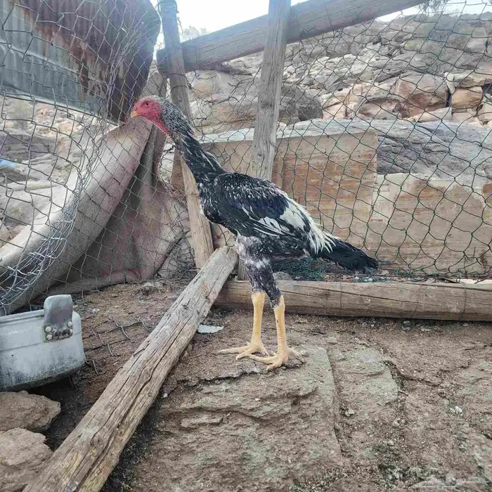 ديوك شامو ياباني اوسكا 3