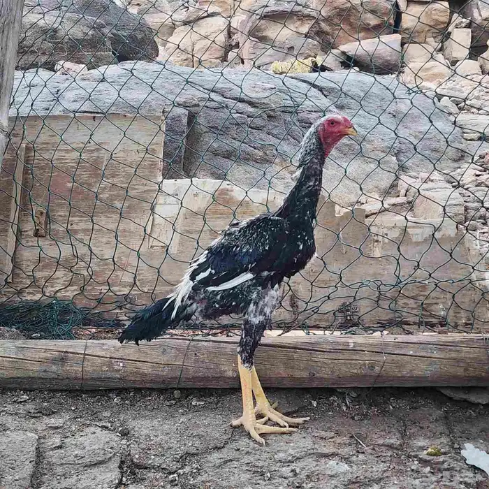 ديوك شامو ياباني اوسكا 2