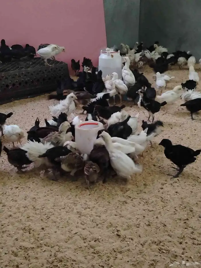 للببع صيصان بلدي 3