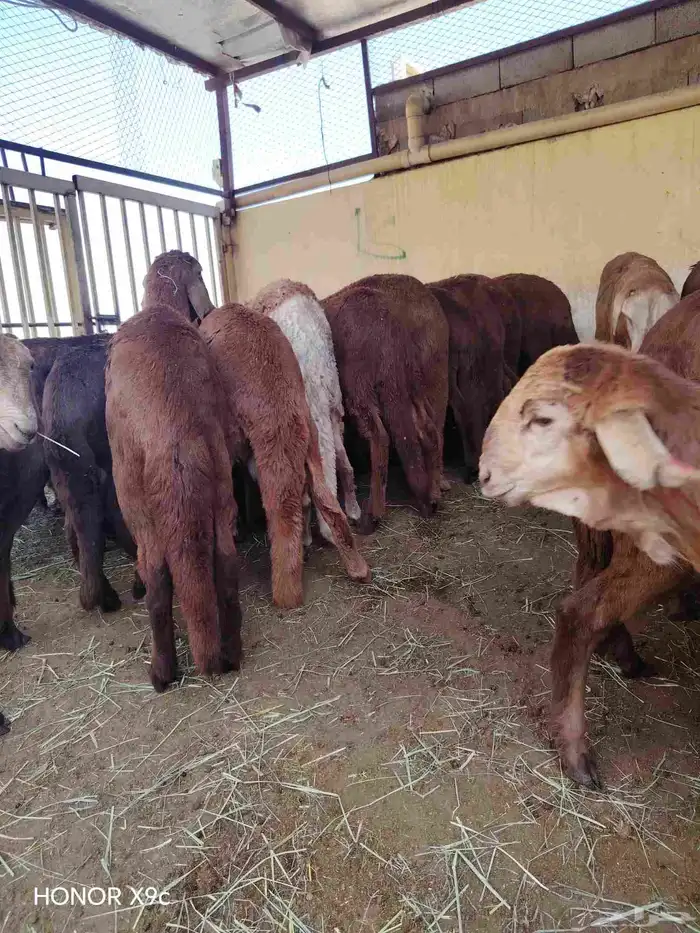 غنم سواكني تربيه العدد 150 5