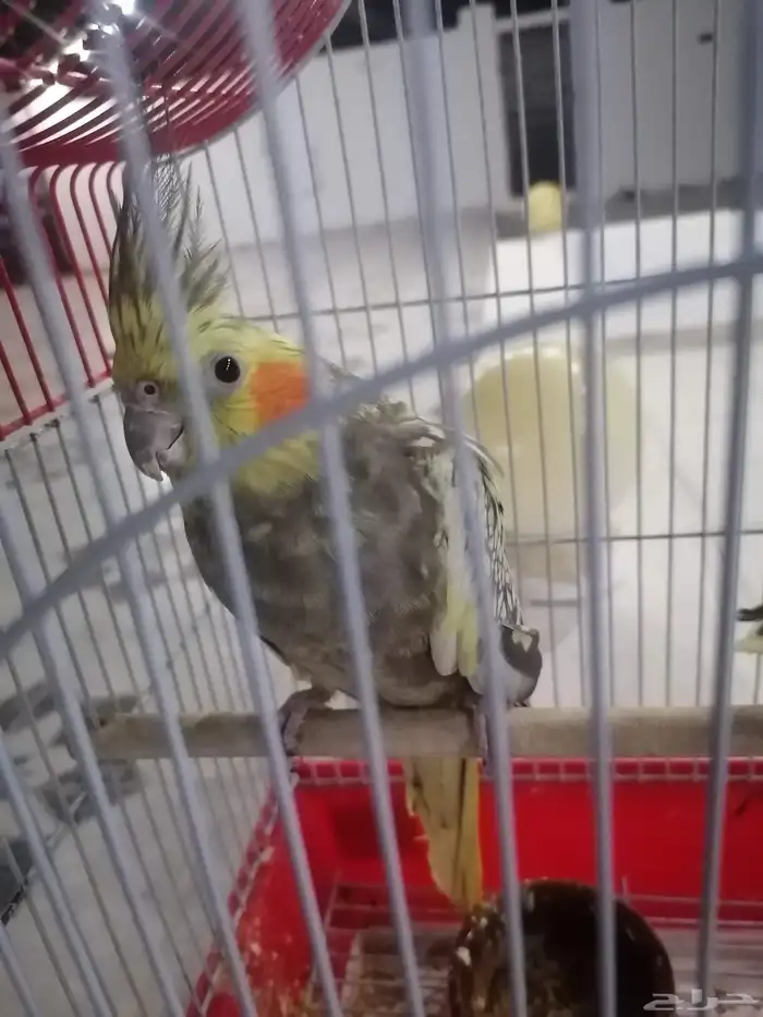 طيور كراون بصحه ممتازه ولله الحمد 3