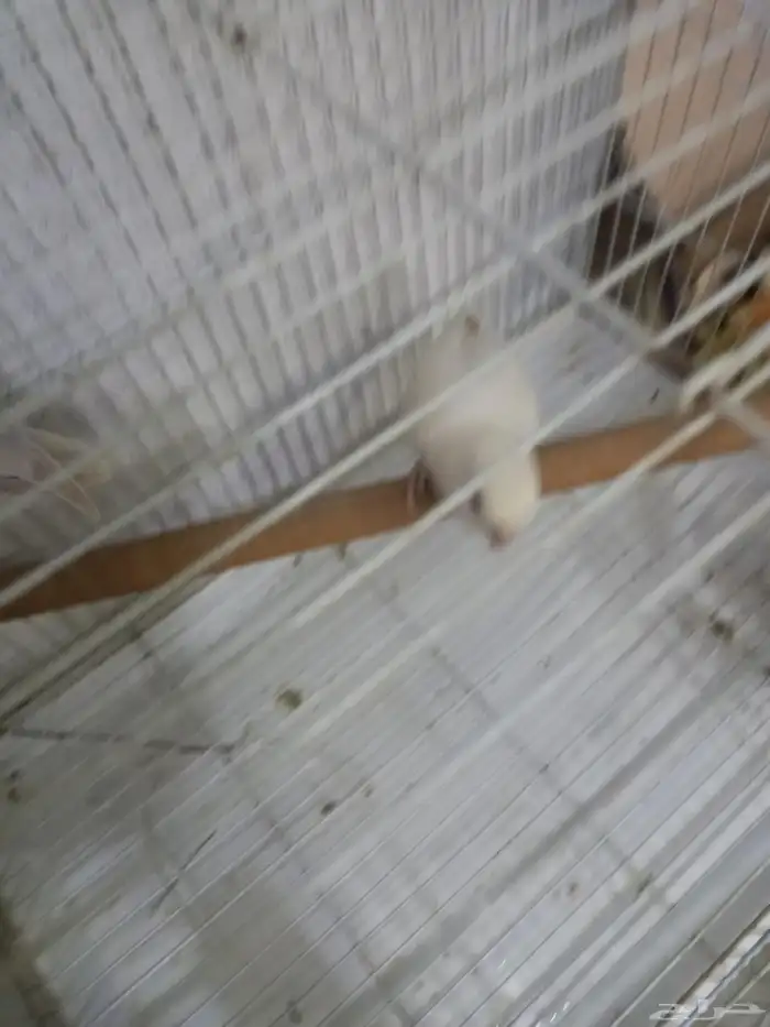 زوج روز منتج..فخم 7