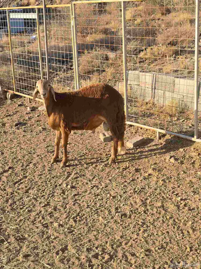 طليان سواكني جبر مع التوصيل 2