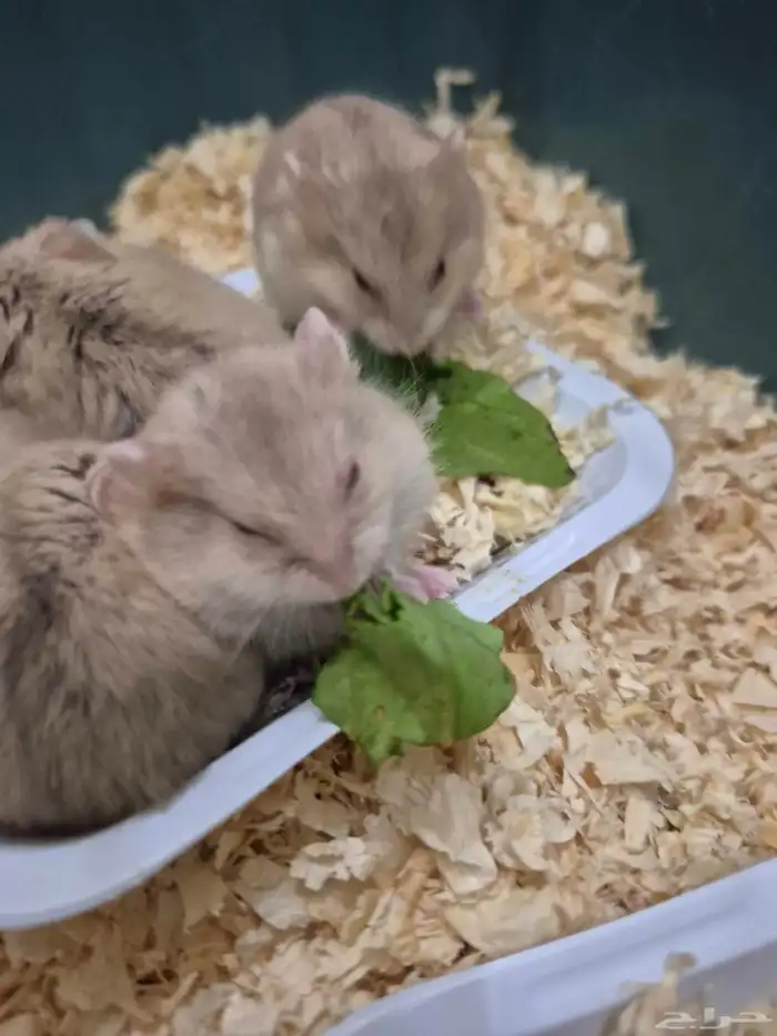 هامستر قزم للبيع 8