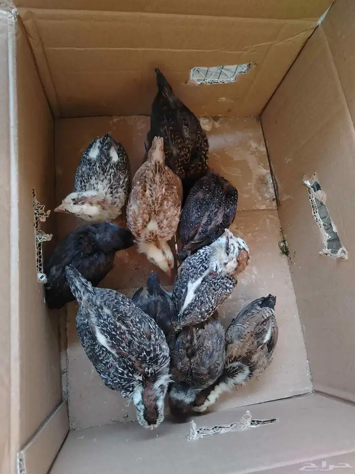 صوص دجاج وصوص بط 1