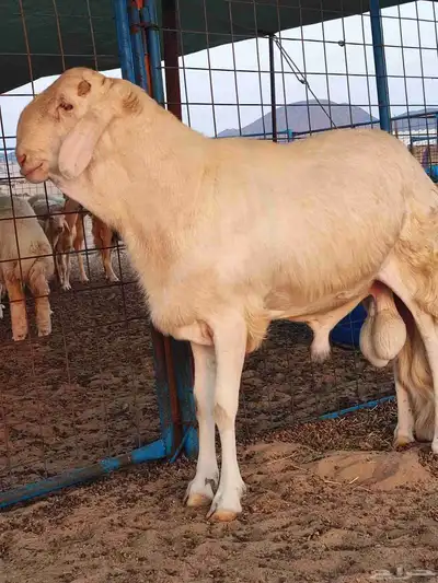 فحل سواكني ابيض صنف للبيع index