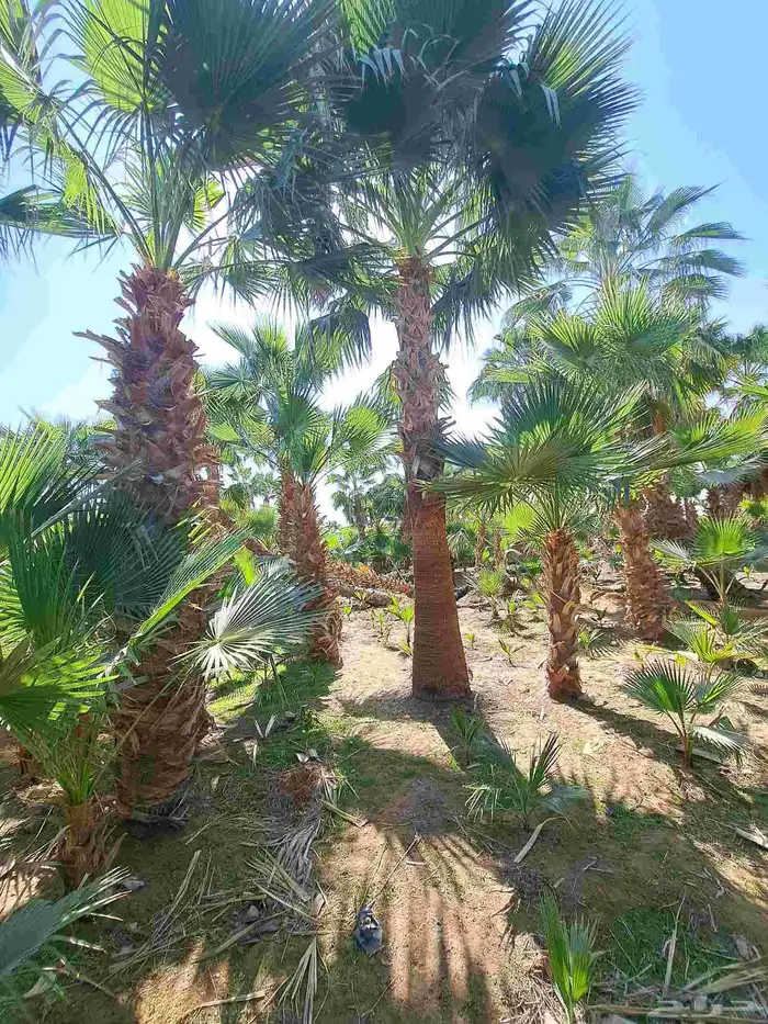 نخل واشنطن زينه للبيع بجميع مقاساته 5