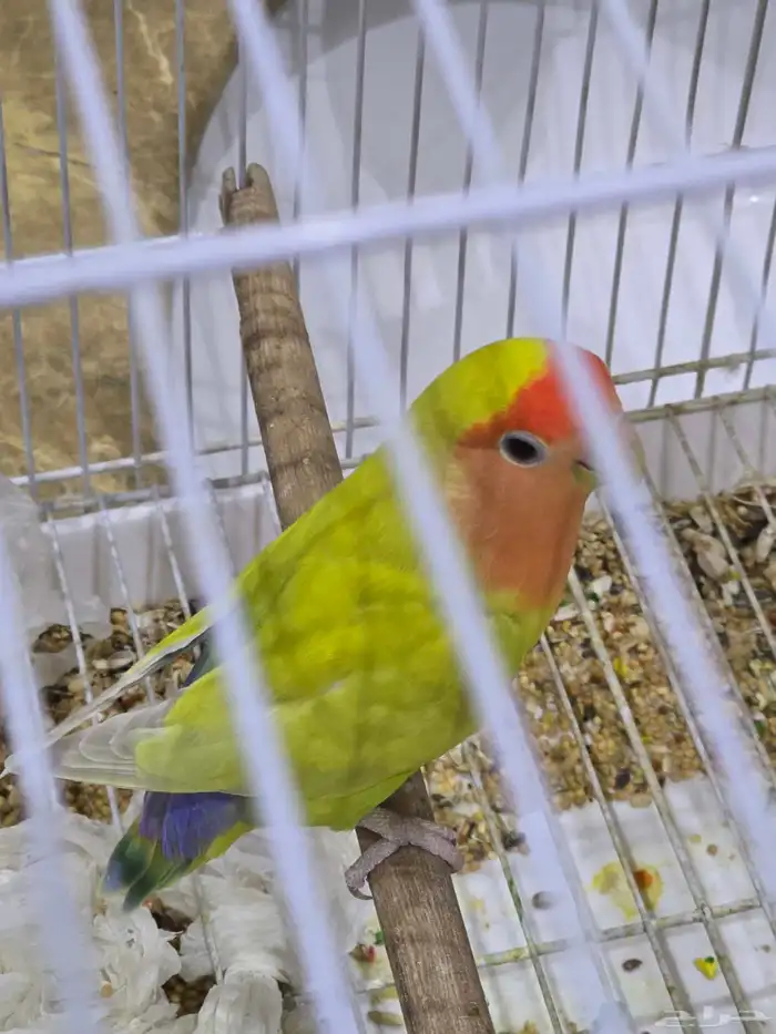 ببغاء روز. (تم البيع) 1