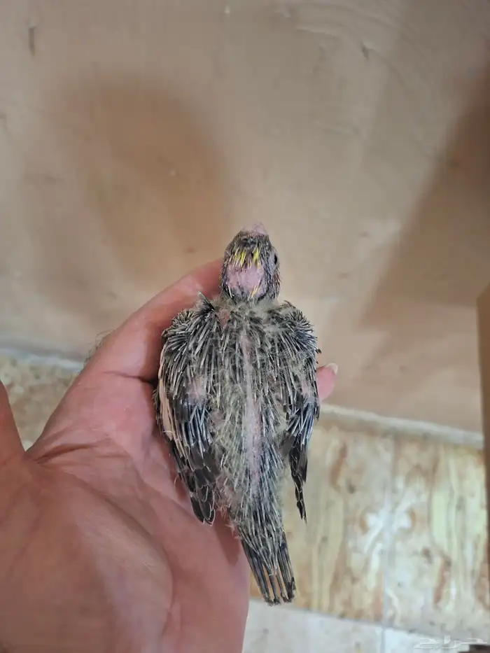 فروخ كروان للبيع( تم البيع ) 0