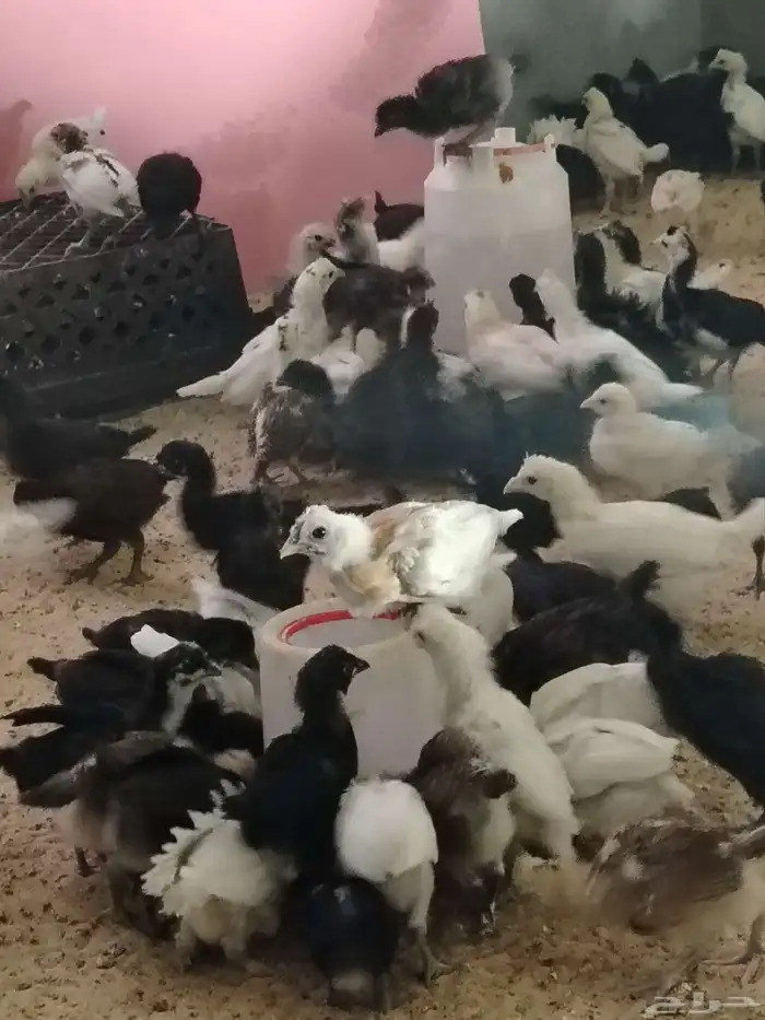 للببع صيصان بلدي 4