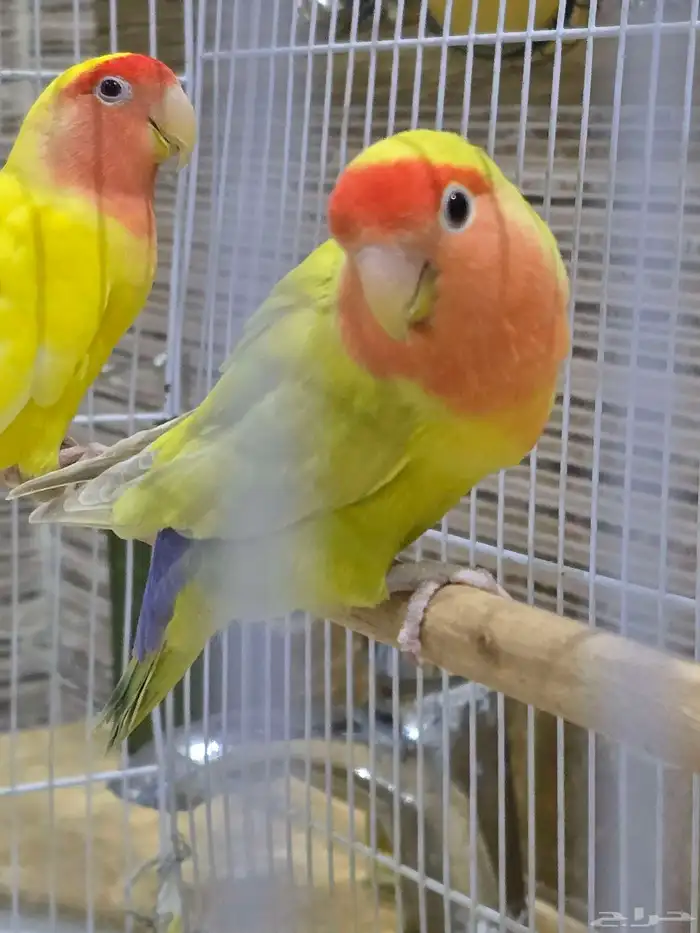 ببغاء روز. (تم البيع) 2