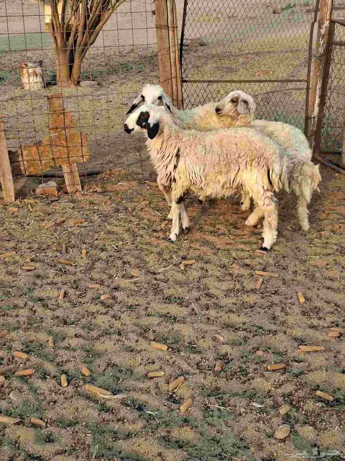 رخال مهجنه نعيمي مع حري العدد 3 0