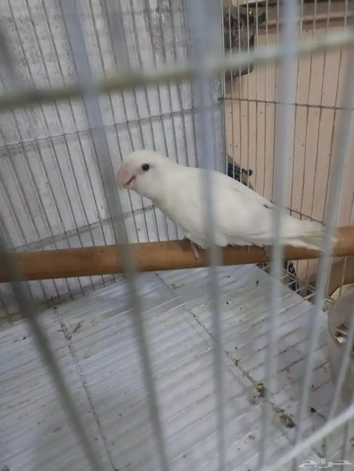 زوج روز منتج..فخم 8