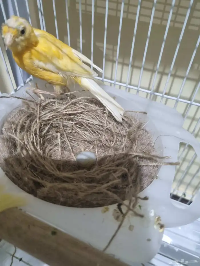 جوز كناري منتج 4