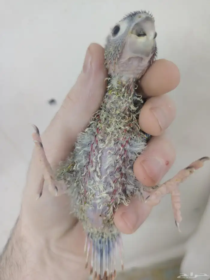 فروخ كنيور يلو سايد رد فاكتوري 2