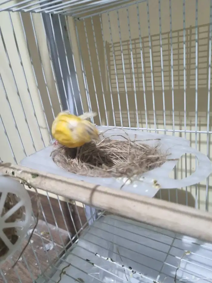 جوز كناري منتج 7