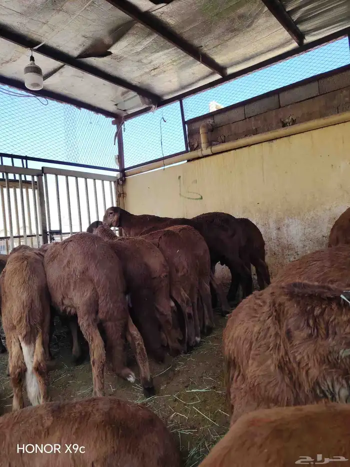 غنم سواكني تربيه العدد 150 3