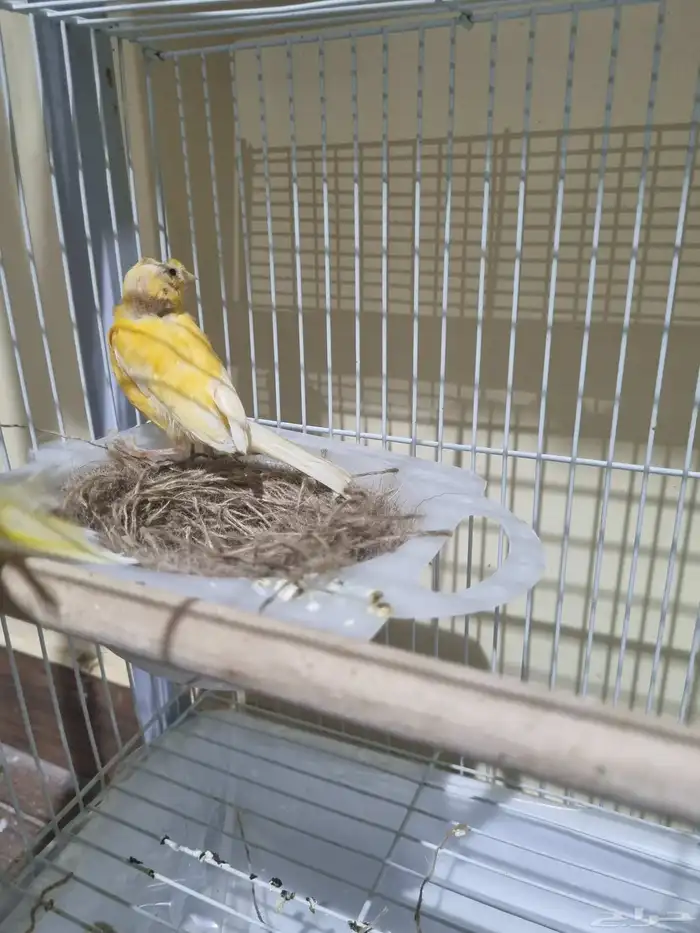 جوز كناري منتج 5