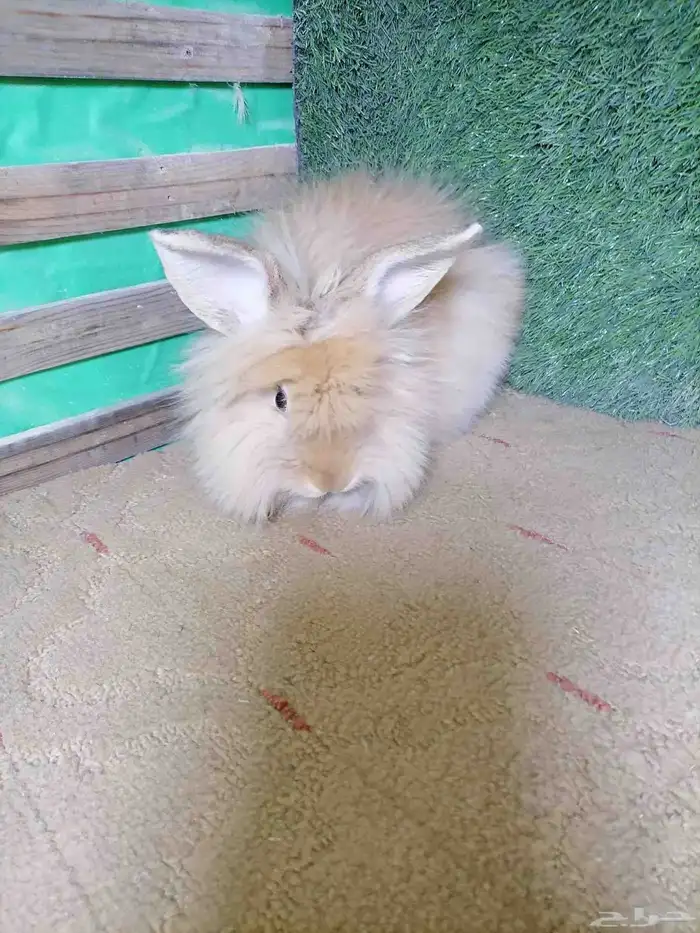 ارانب انقورا 0