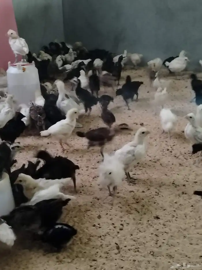 للببع صيصان بلدي 1