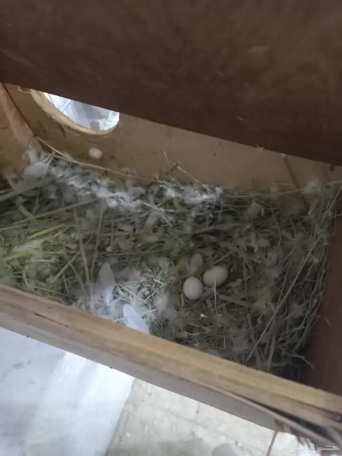 زوج روز منتج..فخم 1