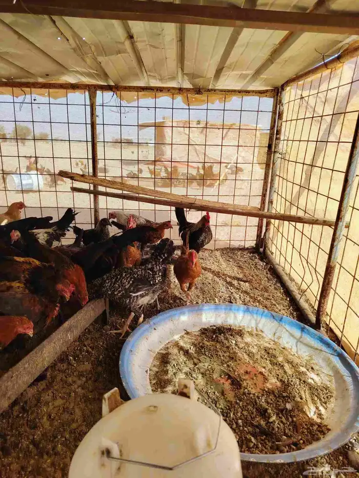 دجاج عمر سته شهور العدد 140 على الموقع العطيف حط الساسكو كب 3