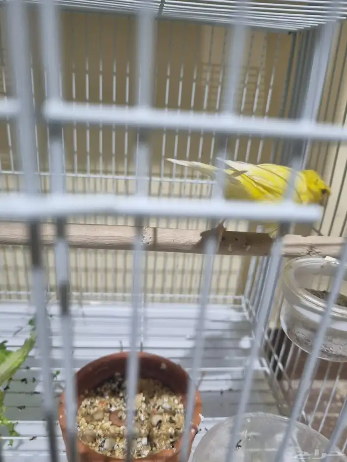 جوز كناري منتج 0