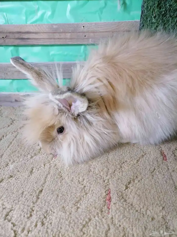 ارانب انقورا 1