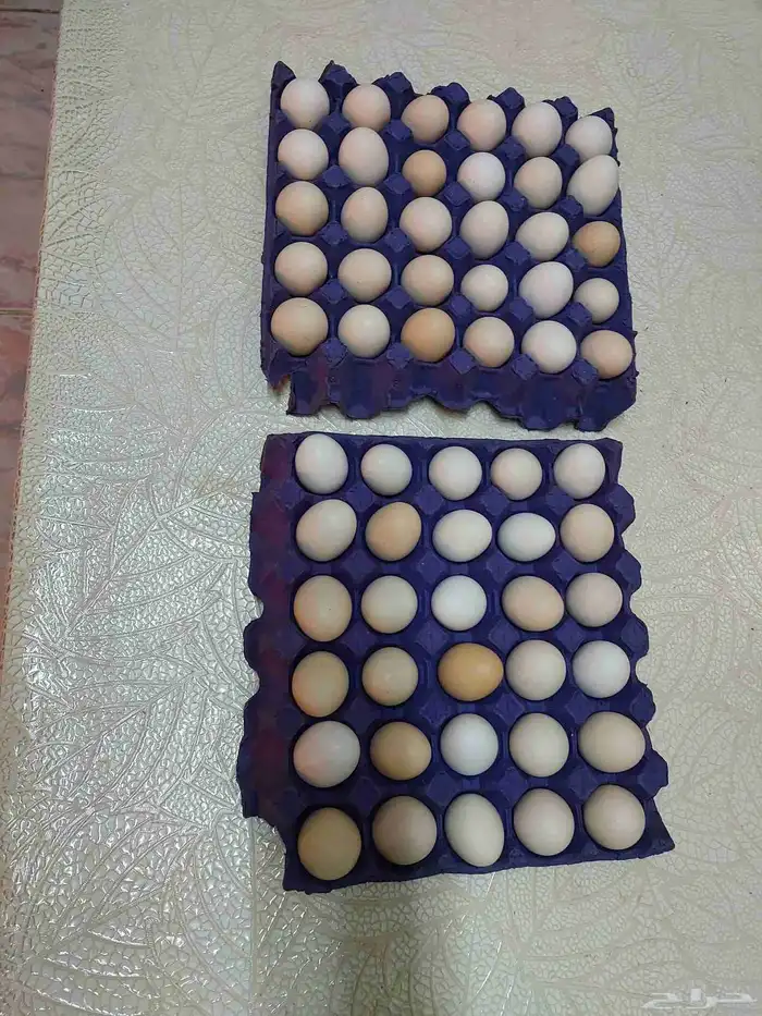بيض بلدي نظيف مائدة مائدة فقط 0