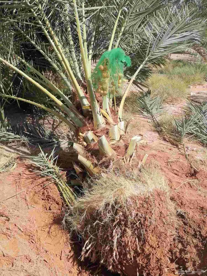 نخل للبيع جميع انواع 1