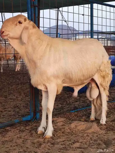 فحل سواكني ابيض صنف للبيع index