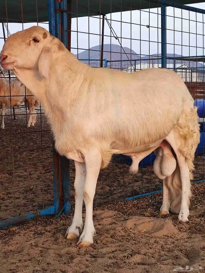 فحل سواكني ابيض صنف للبيع 1