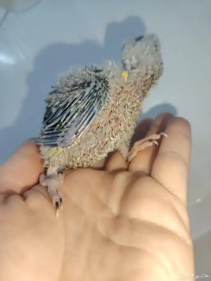 فروخ كنيور يلو سايد رد فاكتوري 3