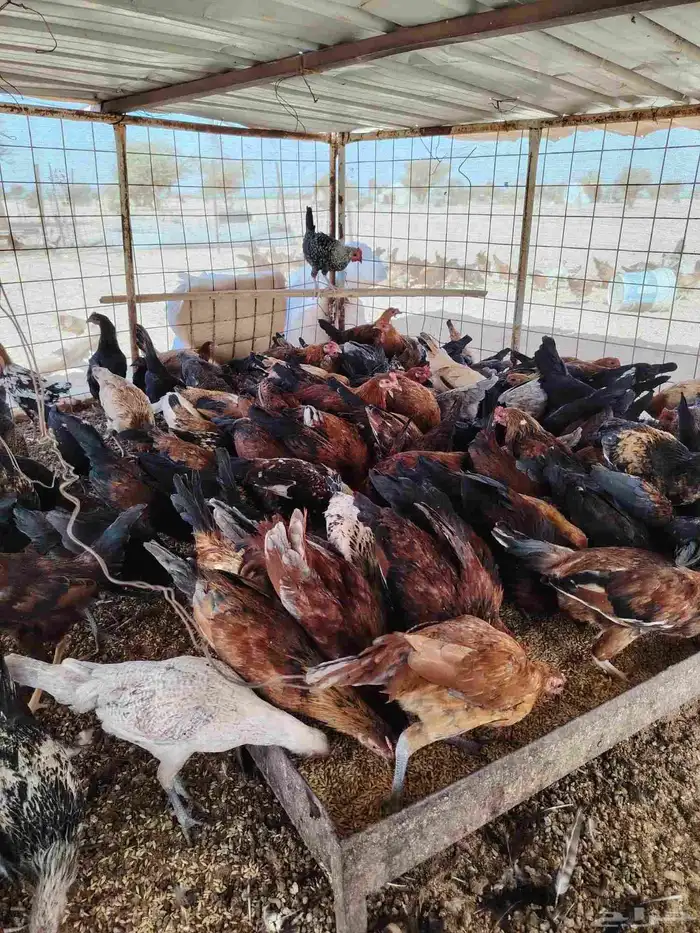 دجاج عمر سته شهور العدد 140 على الموقع العطيف حط الساسكو كب 2