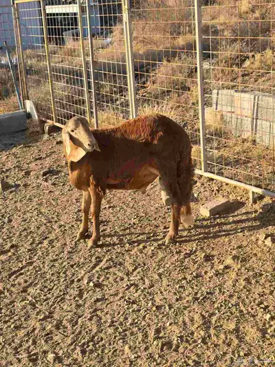 طليان سواكني جبر مع التوصيل index