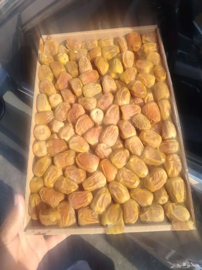 تمر سكري مفتل فاخر سعر جملة الجملة 0