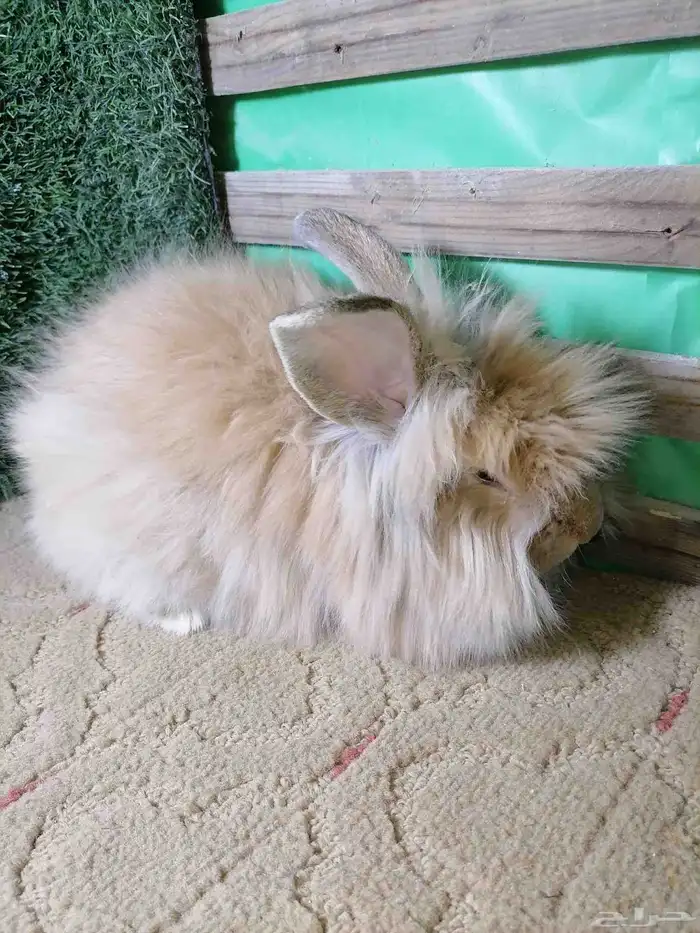 ارانب انقورا 2