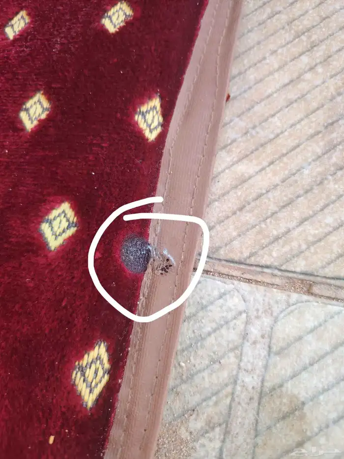 مساند ظهر للبر عدد 4 و3 مراكي 1