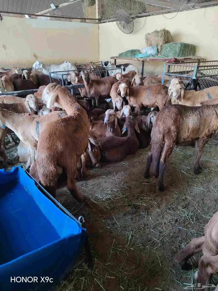 غنم سواكني تربيه العدد 150 2