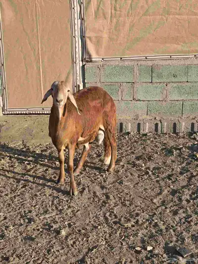 طليان سواكني جبر مع التوصيل index