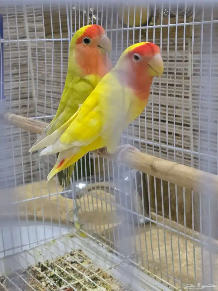 ببغاء روز. (تم البيع) 0