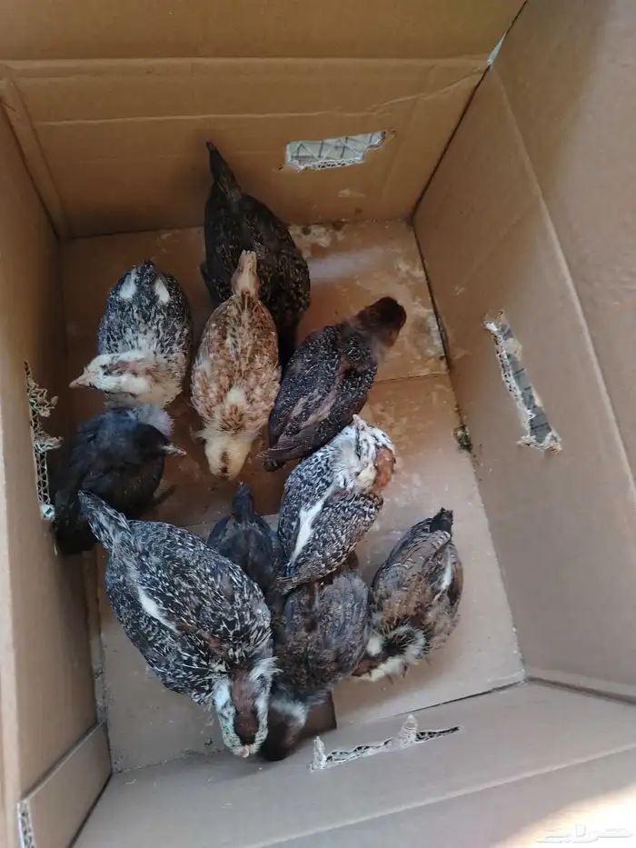 صوص دجاج وصوص بط 2