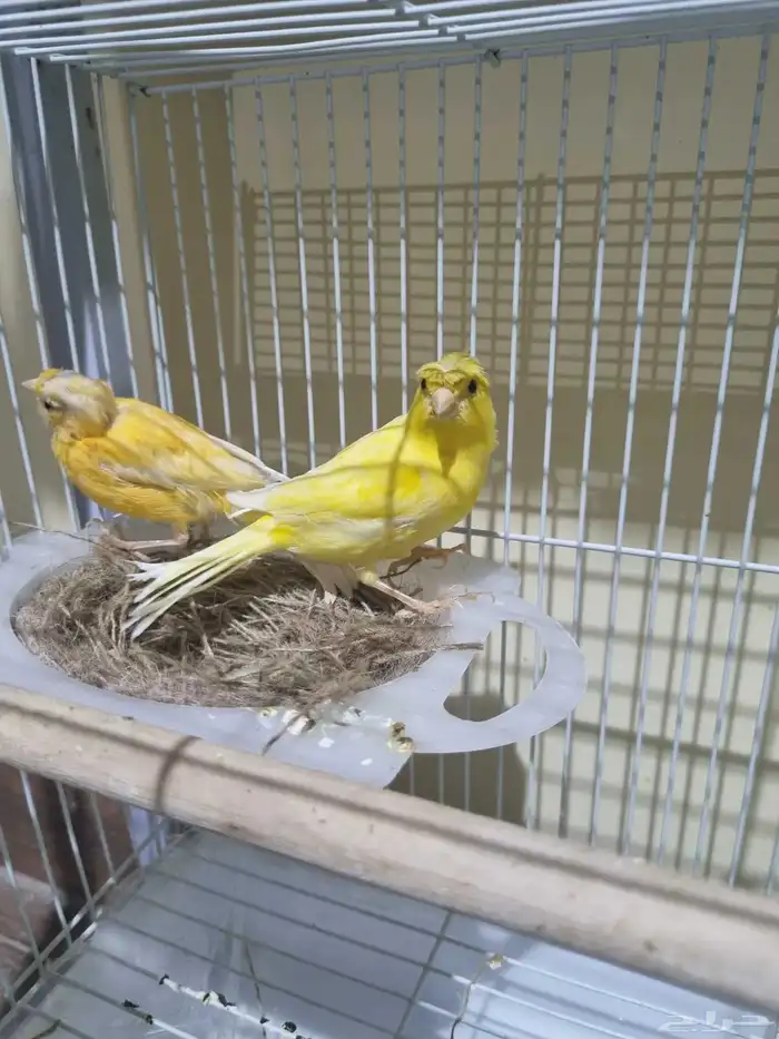 جوز كناري منتج 2