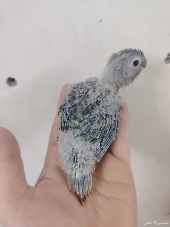 فروخ كنيور يلو سايد رد فاكتوري 0