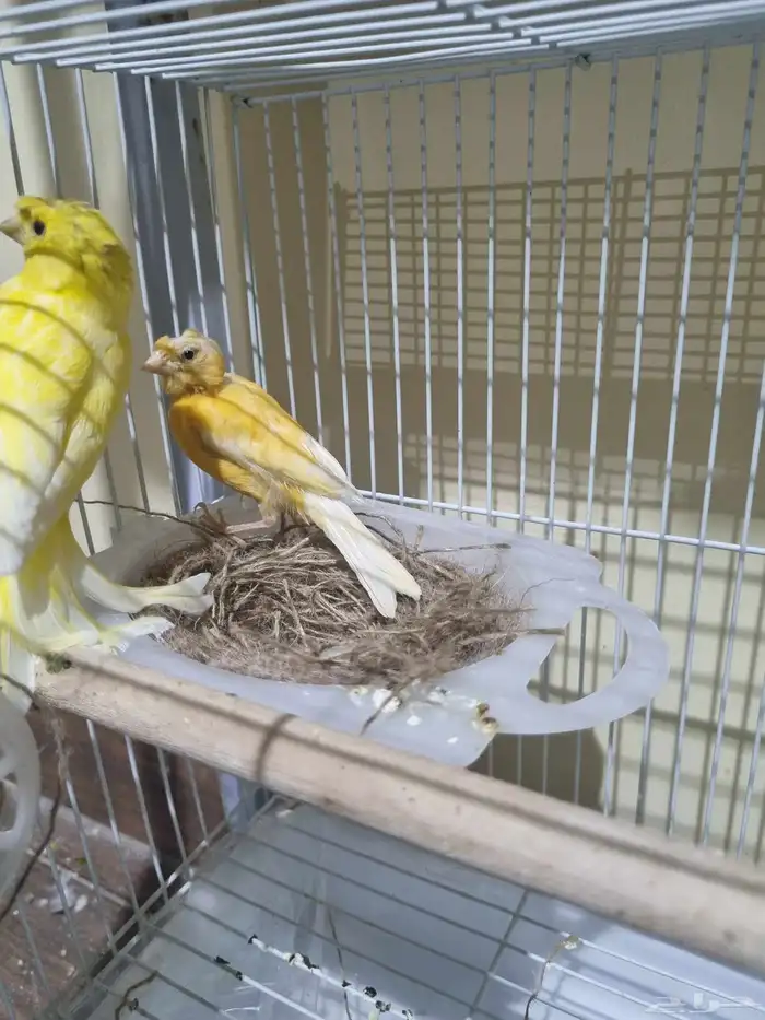 جوز كناري منتج 3