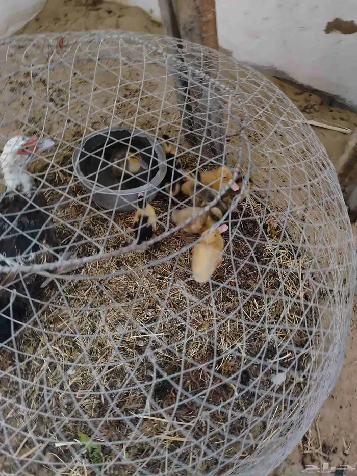 صوص دجاج وصوص بط 5